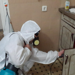 Дезинфекция от муравьев в квартире в Лахденпохье